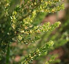 Image result for Clutia swynnertonii