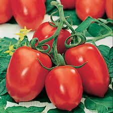 We did not find results for: Roma Tomato Nana S Bloomers