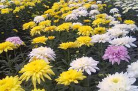 Chrysanthemum Cultivation Information Guide Agri Farming