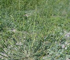 Image result for Echinochloa colona