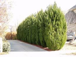 Juniper Spartan Laurel Plant Plants Evergreen Plants