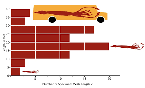 How Big Is A Colossal Squid Really Deep Sea News