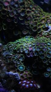 Often in zooxanthellate genera such as zoanthus and palythoa there are a large number of different morphs of the same or similar species. Squirrel S 16 Bow Nano Reef Journals Nano Reef Community
