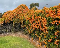 Image result for Pyrostegia