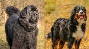 Is it more like the bernese mountain dog or the newfoundland? Newfoundland Vs Bernese Mountain Dog Breed Differences Similarities