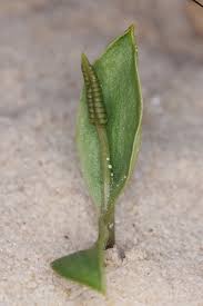 Image result for Ophioglossum polyphyllum