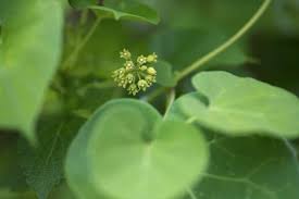Image result for Cynanchum ledermannii