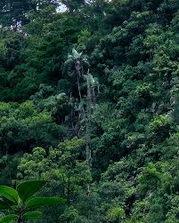 Image result for Strelitzia caudata