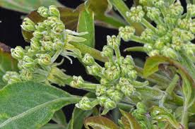 Image result for Heteromorpha involucrata