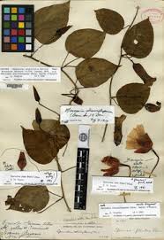 Image result for Merremia pterygocaulos