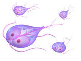 Rid your home of those annoying pests with help from an expert exterminator in your local area. Giardia Infection And Prevention