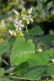 Image result for Cynanchum