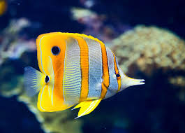 Aquarium Maintenance Tips And Fish Care Guidelines