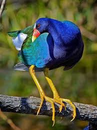Purple Gallinule Porphyrio Martinica Beautiful Birds Pet Birds Birds