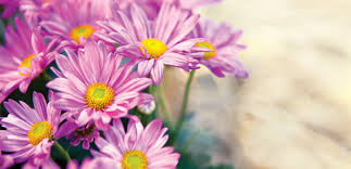 Probably the primary reason is that many violinists who can't cut the mustard get relegated to viola. Edible Flowers Alive