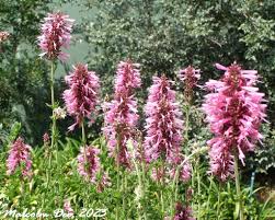 Image result for Syncolostemon