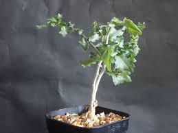 Image result for Commiphora pteleifolia