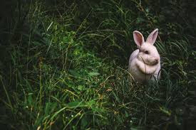Wie kein anderes fest führt das osterfest in das innerste geheimnis des glaubens: Ostern Ein Fest Das Weltweit Gefeiert Wird Die Textiererei