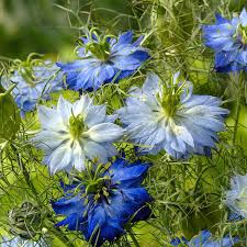 Nigella Moody Blues A Leading Supplier Of Vegetable Seeds In Essex Uk Grow Your Own Vegetable Seeds Kingsseeds Com