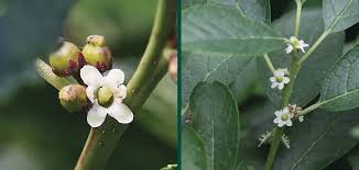 Image result for Xyris natalensis