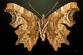 Image result for Polygonia c-album
