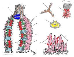 Give your child crayons and rub over a textured surface (like a coin or a screen). Marine Bio Ch 8 Sponge Label Diagram Quizlet