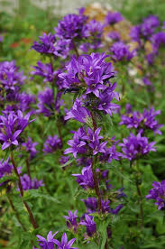 Clustered Bellflower Campanula Glomerata At Dutch Growers Garden Centre Plants Invasive Plants Container Plants