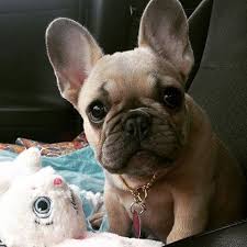 Lucky Lucy The Adorable French Bulldog Abkc Frenchie French Bulldog