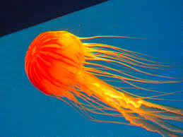 Free coupon app for iphone and android. Virginia Aquarium A Hands On Heavenly Experience