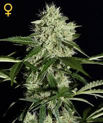 Check spelling or type a new query. Northern Lights Autoflowering Strain Information Cannaconnection Com