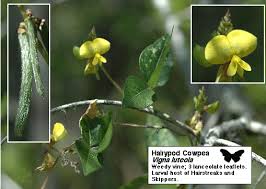 Image result for Rhynchosia luteola