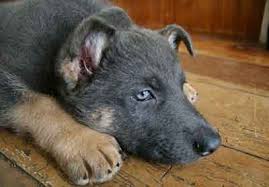 Do black german shepherd puppies stay black? Are There Any Risks In Choosing A Blue German Shepherd