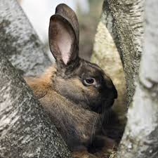 Rabbits may also carry myxomatosis, a type of pox that only affects rabbits. Infectious Diseases Rabbits Bishops Stortford Vets
