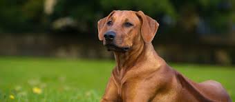 I'm thinking of getting a rottweiler boerboel cross, but i'm not sure if this would be a safe buy. Rhodesian Ridgeback Puppies For Sale Greenfield Puppies