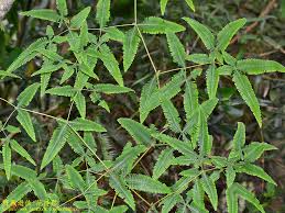 Image result for Dicranopteris elegantula