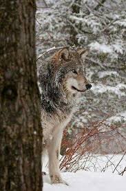 Suskun Suskunn Murat Celep Muratcelep Turk Bayrak Vatan Bozkurt Turan Wolf Lonelywolf Graywolf Goruntuler Ile Timber Wolf Hayvan Resim