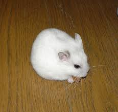 Hamster cage theme new hamster home white syrian hamster come and enjoy homura ham. Hamster Facts Breeds Britannica