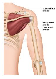The cuff tendons, particularly supraspinatus, should be examined both statically and dynamically. Supraspinatus Stock Illustrations 243 Supraspinatus Stock Illustrations Vectors Clipart Dreamstime