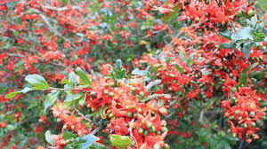Image result for Ochna ovata