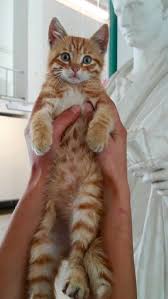I Love Ginger Belly Dots Orange Tabby Cats Tabby Cat Beautiful Cats