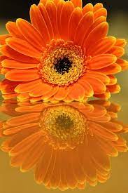 Super Stuffz Flower Reflection Beautiful Flowers Orange Flowers Pretty Flowers