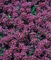 Royal Carpet Alyssum Seeds And Plants Annual Flower Garden At Burpee Com Purple Flowers Garden Alyssum Flowers Alyssum