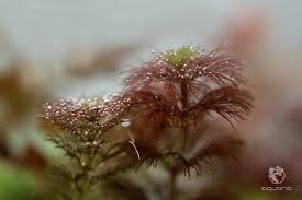 Image result for Limnophila crassifolia