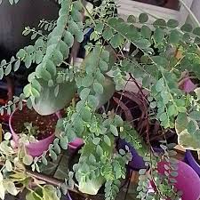 Image result for Phyllanthus paxii