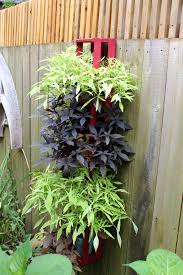 3.0 out of 5 stars. Ornamental Sweet Potato Vine Garden Housecalls