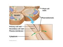 There are some differences in the ways that plant and animal cells do this. Robert Hooke The Originator Of The Word Cell