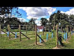 Starting A Backyard Vineyard - Youtube