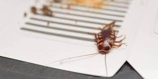 Squashing cockroaches isn't the only thing you have to do to completely get rid of roaches and as we all know related article: When To Call An Exterminator For Cockroaches Detailed Guide Pest Strategies