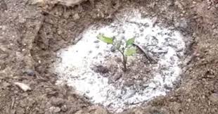 Sie Streut Einen Kreis Aus Backpulver Um Die Tomate Zwei Tage Spater Traut Sie Ihren Augen Nicht Tomaten Pflanzen Gemusegarten Tipps Tomaten Zuchten