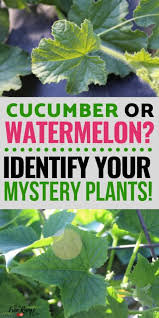 Plant a buttery yellow crookneck, delicately flavoured golden scallop pattypan, and a black beauty zucchini, and by time peak season rolls around, you could be picking several squash a day — more than enough to eat, freeze, and gift to friends and neighbors. What Does A Watermelon Plant Look Like A Visual Guide